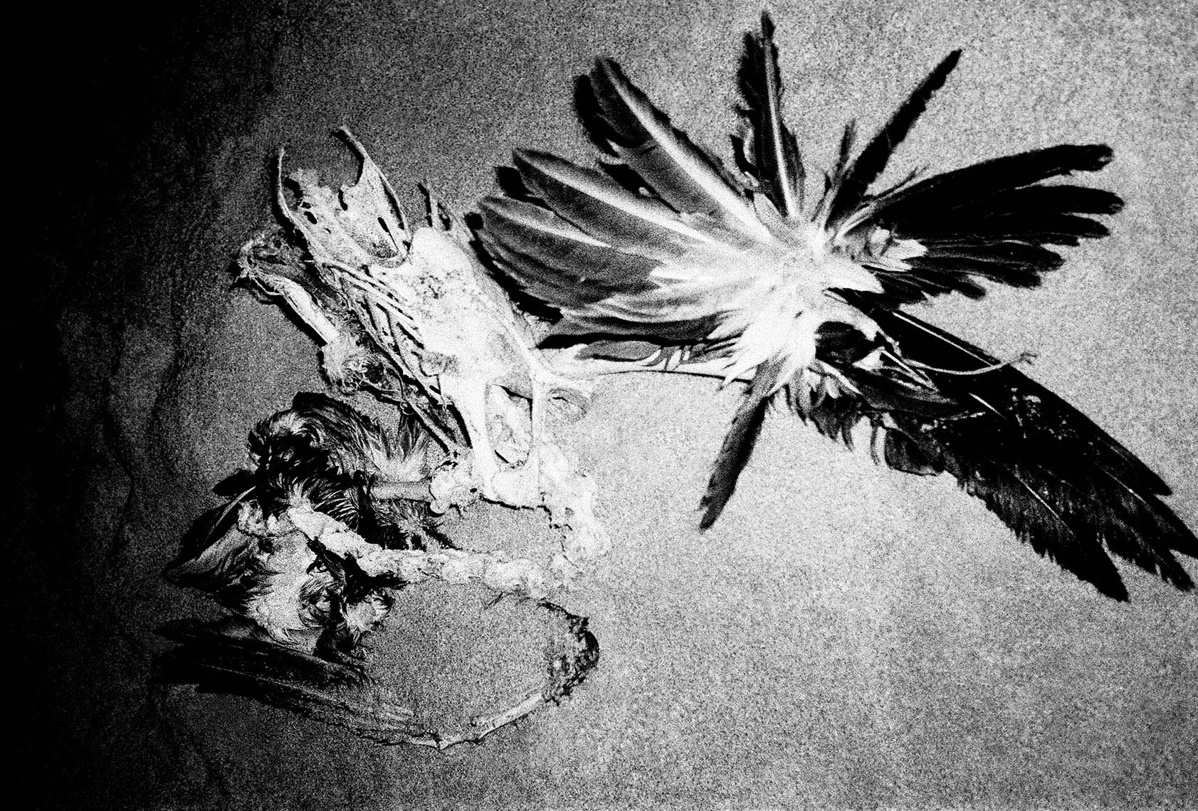 eric_martin_photography_feathers_2003_1025_06