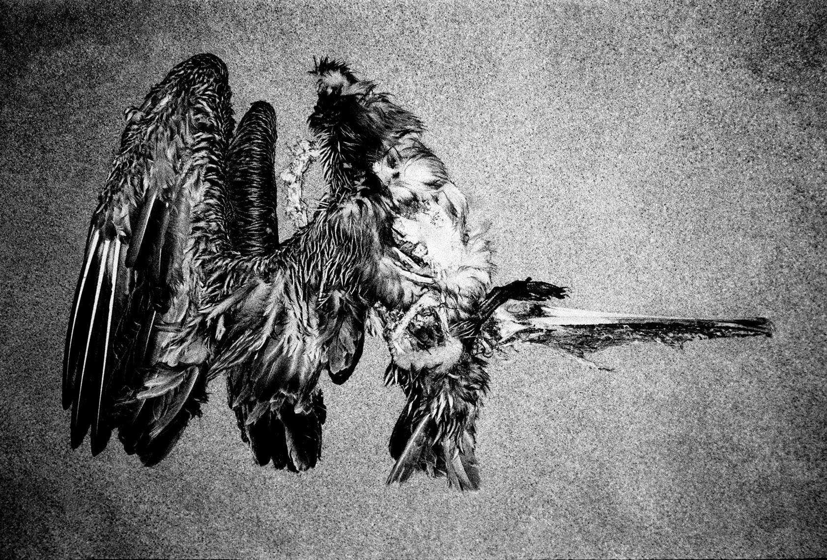 eric_martin_photography_feathers_2003_1025_09
