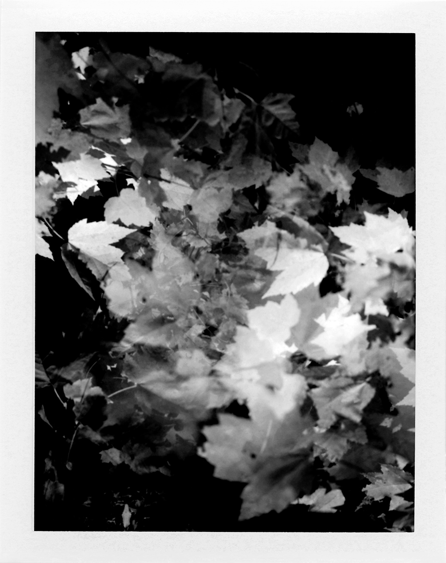 eric_martin_photography_kalidescopic-fall_022-bw